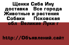 Щенки Сиба Ину доставка - Все города Животные и растения » Собаки   . Псковская обл.,Великие Луки г.